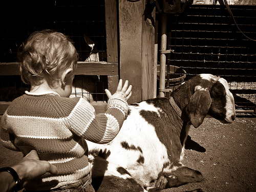 Photo Credit: abardwell via Compfight toddler petting goat