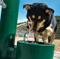 Pet Fountains Pet Fountains