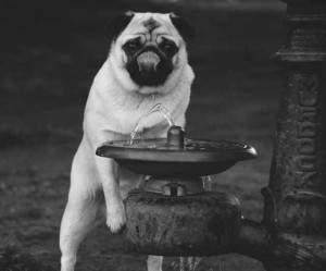 Pug with Murdock Fountain Pug with Murdock Fountain